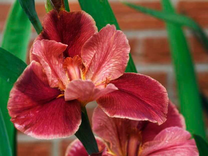 
Hooker Nichols’ garden in Dallas is filled with iris hybrids he created, including a red...