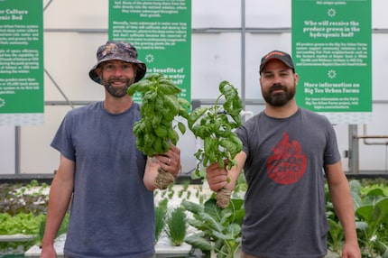 Two men stand in a green house holding large springs of basil.