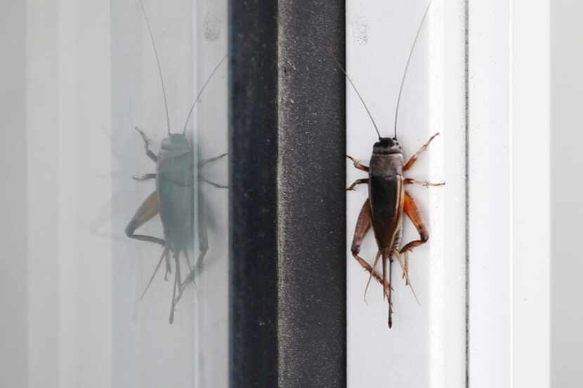 Cricket on a window in front of a building in downtown Dallas.
