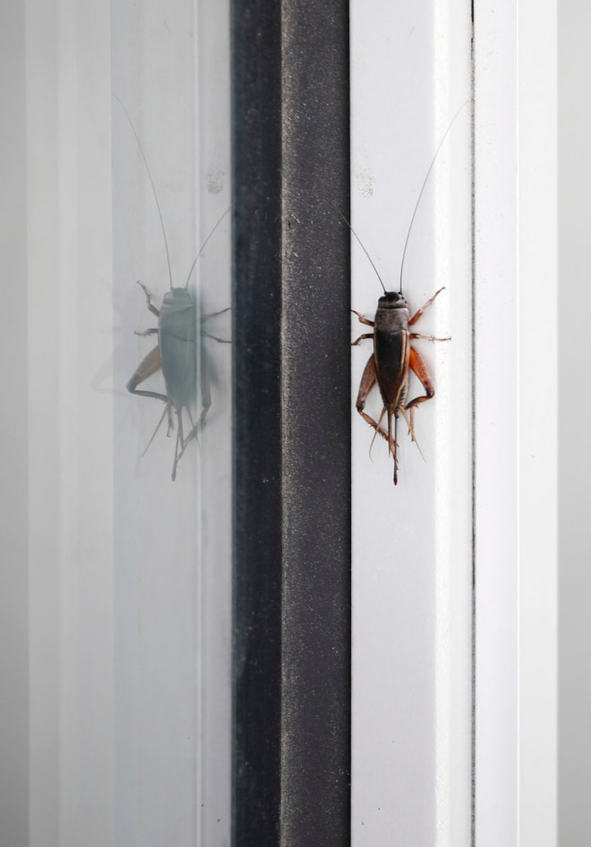 Cricket on a window in front of a building in downtown Dallas.