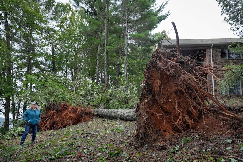 Julie Cioffoletti surveys two large trees that uprooted and fell in her backyard, just...