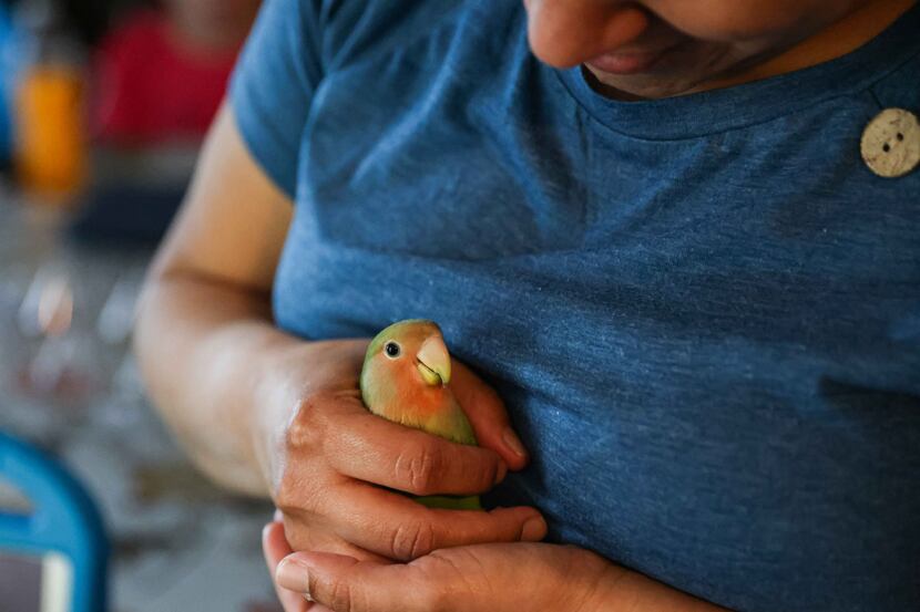 Marleny Almendarez, 38, holds in her hands a new pet bird, a peach-faced lovebird, that...