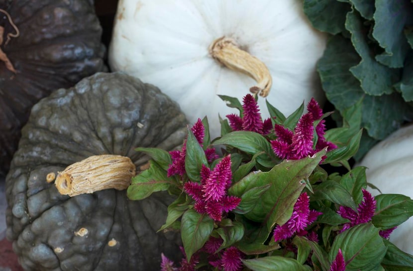 
Pumpkins and flowers don’t have to be orange to have decorating impact for fall. Whatever...