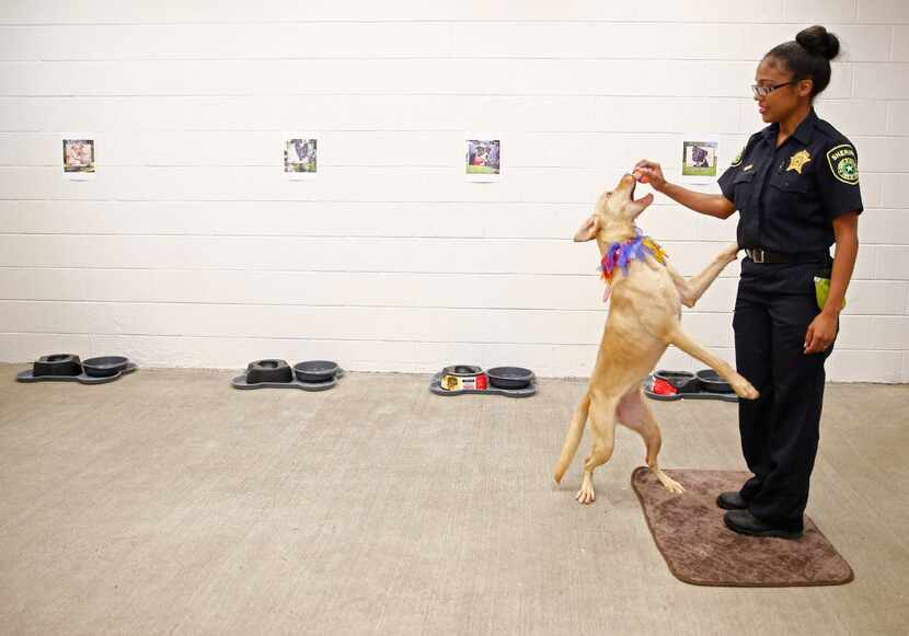 L. Hall, dog liason officer, works with "Kia" for demonstration purposes during a press...