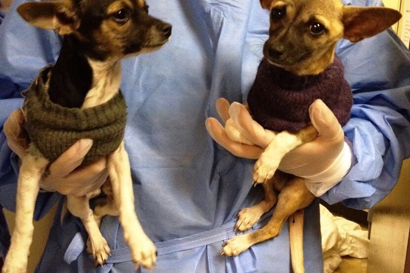 This photo provided by KC Pet Project shows two puppies that spent time in the "Parvo Ward"...