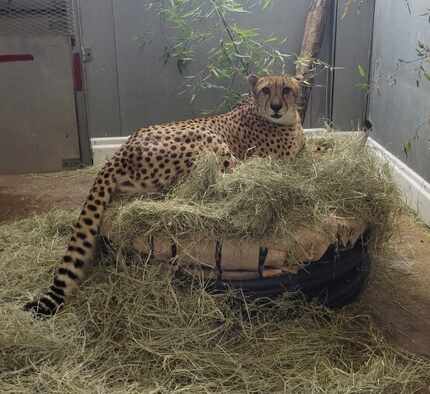 One of the Dallas Zoo's two cheetahs hunkers down in the warmth of his indoor enclosure.
