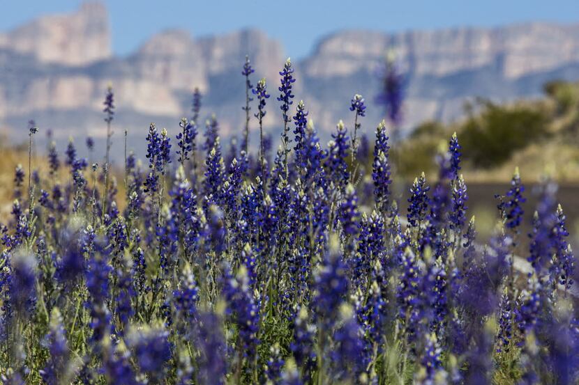 Bluebonnets grow next to Park Rte 12 near the Chisos Mountains on Saturday, February 27,...