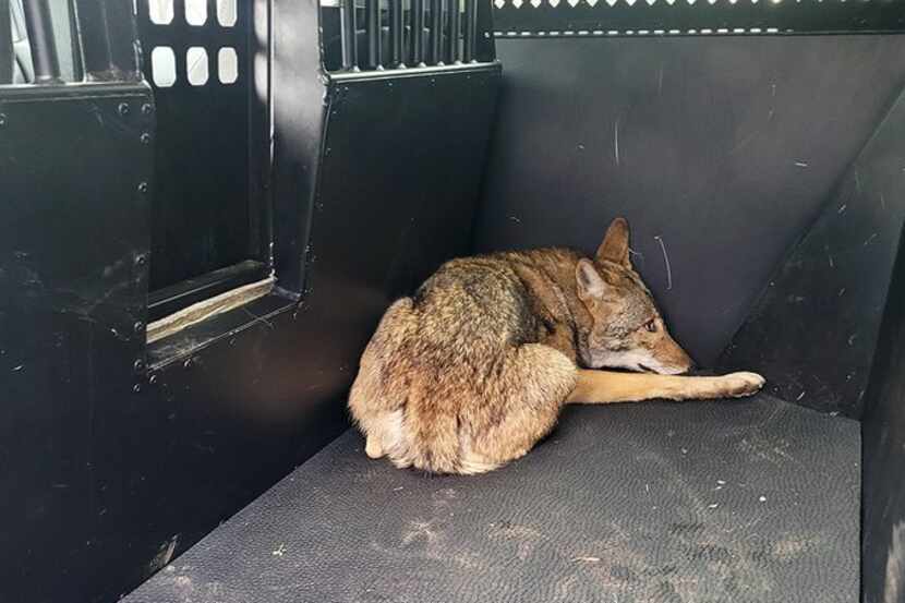 A coyote was captured Feb. 15, 2024, after three children reported being bit at a public...