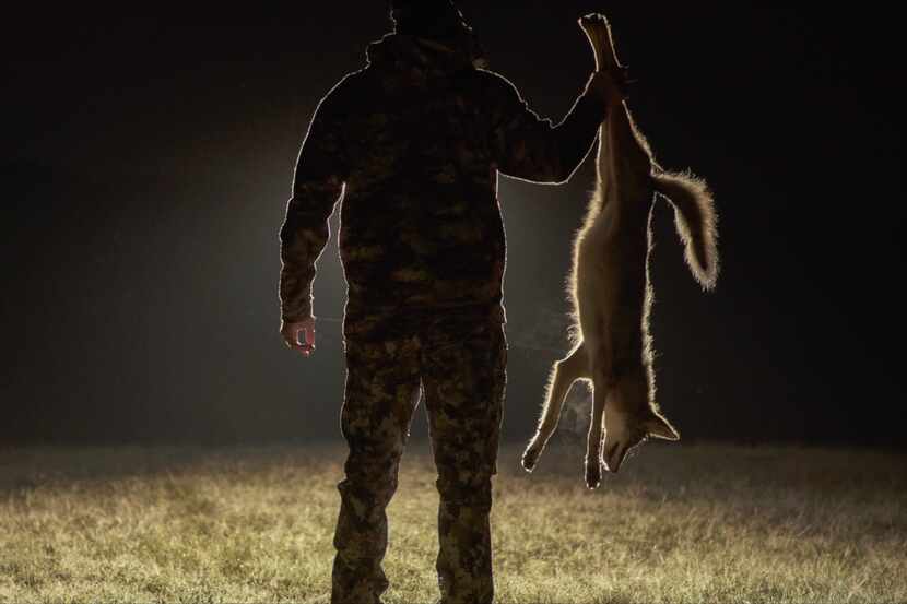 One of the main allures of predator hunting is calling coyotes, foxes, bobcats and other...