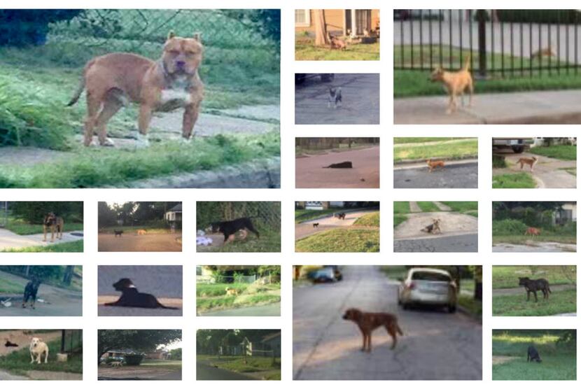 Boston Consulting Group took numerous photos during its loose dog research in southern Dallas.