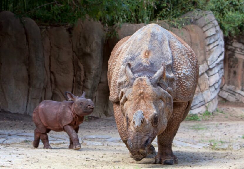 The Fort Worth Zoo's new baby rhino trots next to her mom, Shanti. 