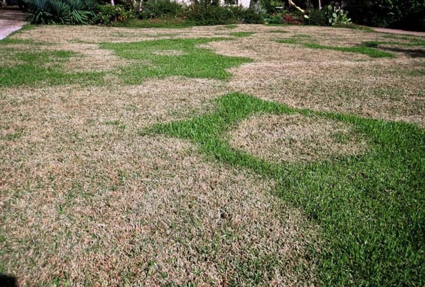 Brown patch is one of the common fungal diseases in a St. Augustine lawn.