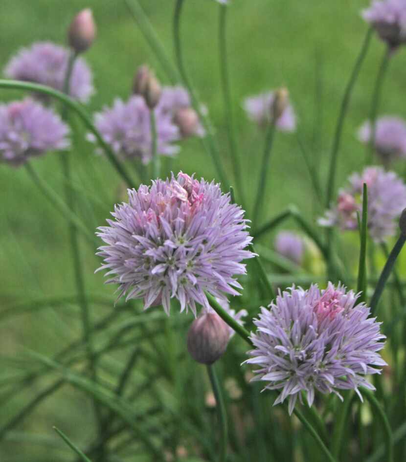 
Chives often are snipped to top baked potatoes. Its flowers are pink.
