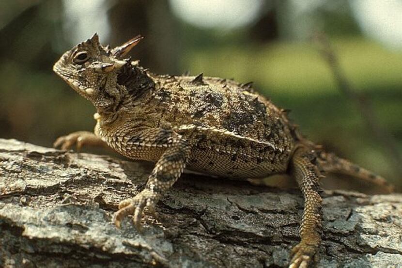  A Texas Horned Lizard is shown in this undated photo. The little lizards are on the...