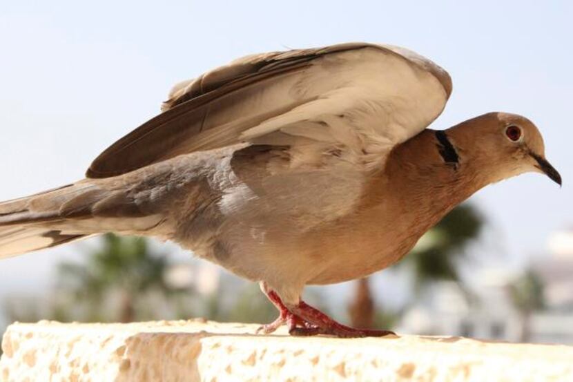 
Mourning doves’ population is dropping, while white-wings are increasing their territory....