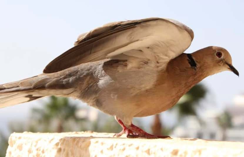 
Mourning doves’ population is dropping, while white-wings are increasing their territory....