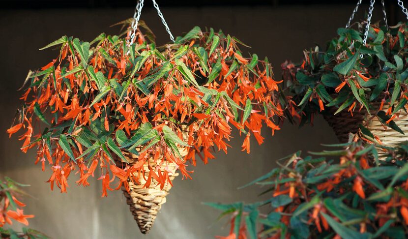 Begonia Bonfire Orange from Ball Horticultural