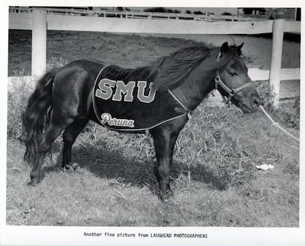 This photo shows Peruna IV in her pasture in 1948.