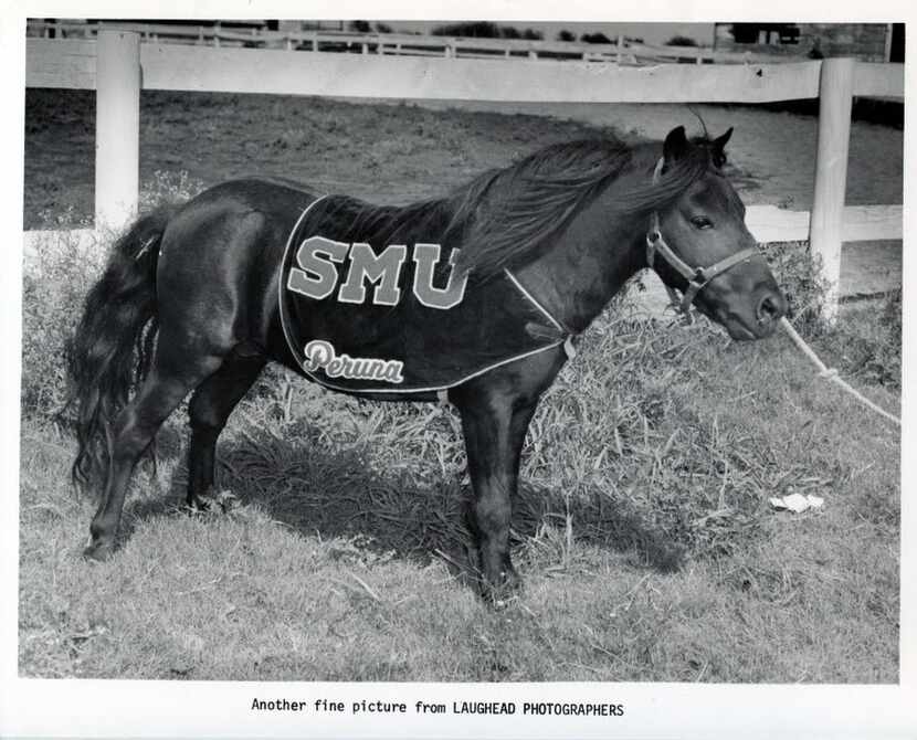 SMU selected the mustang as the school mascot in 1917. Peruna, a Shetland pony, made its...