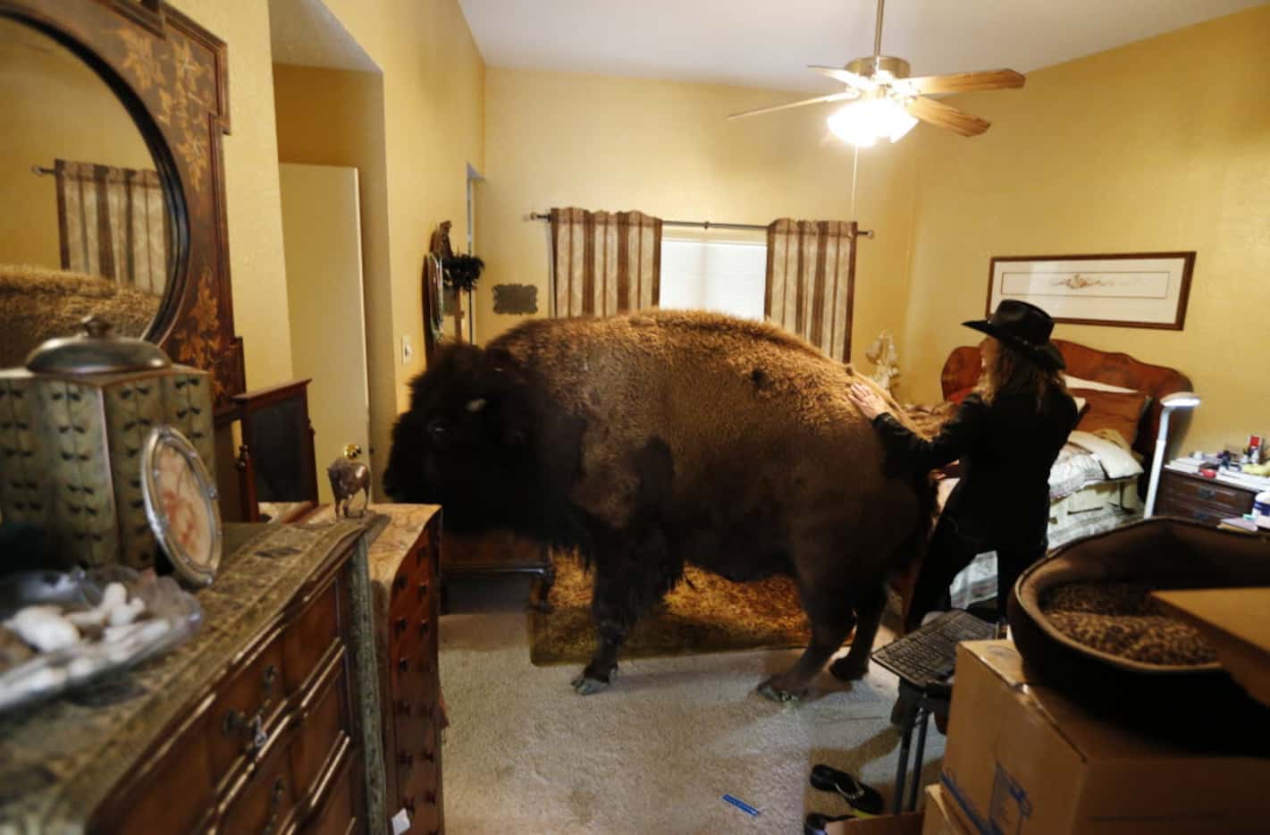 Bullet heads toward the door as her owner Karen Schoeve directs her bison out of her bedroom...