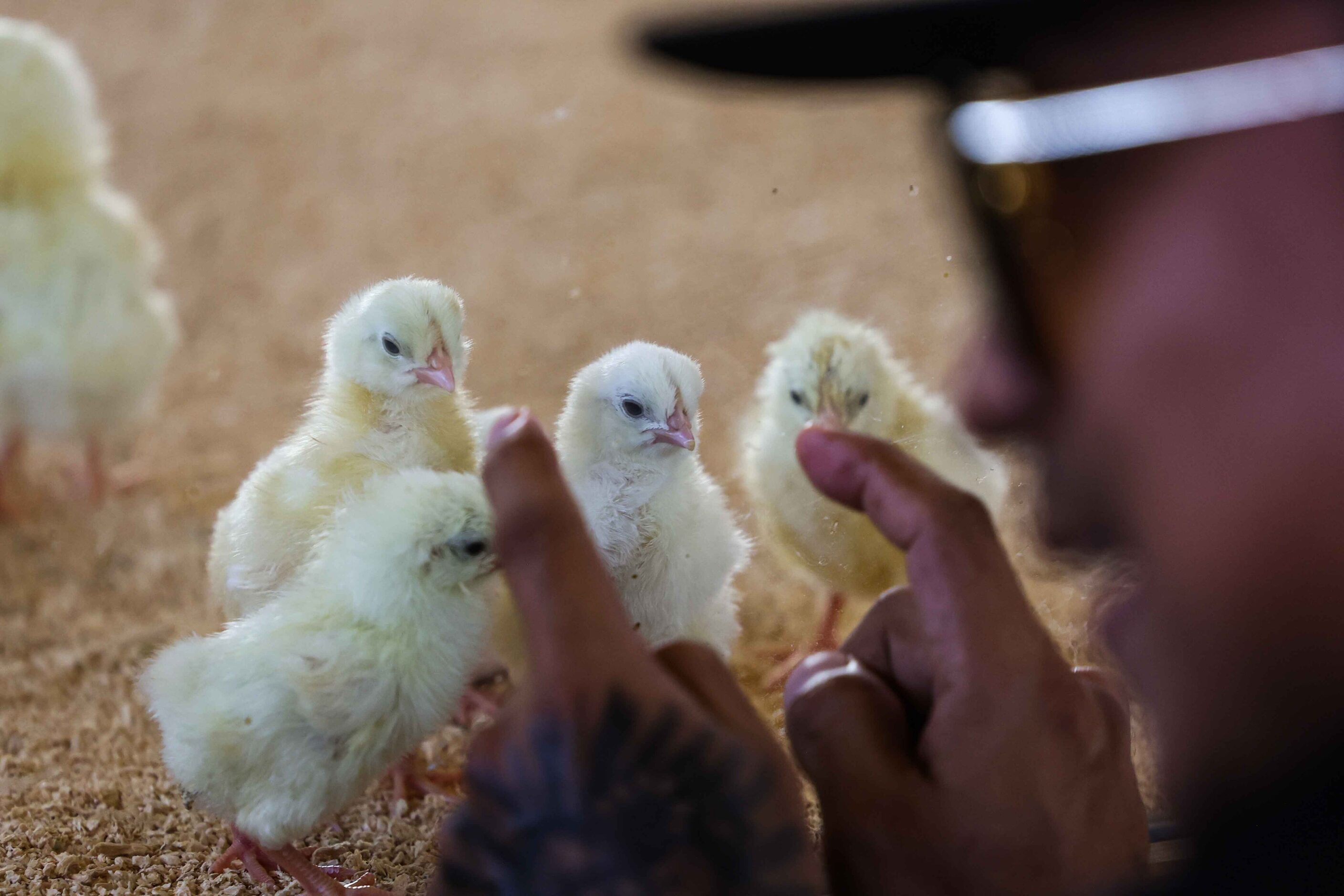 The State Fair of Texas during its opening day in Dallas on Friday, September 24, 2021. The...