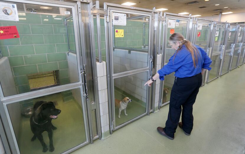 Employee Cheryl Sommerfield tends to dogs at Dallas Animal Services.