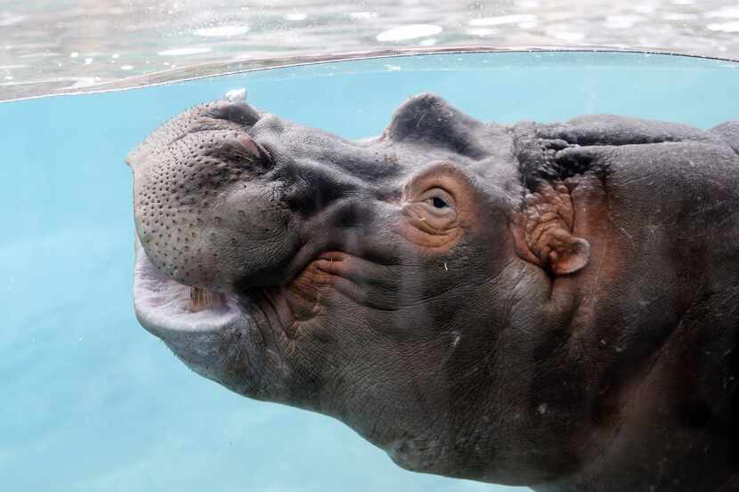 Adhama near the viewing glass during the grand opening of the Dallas Zoo's hippo exhibit in...