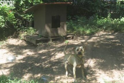 A dog was found tethered by a heavy tow chain in southeast Dallas, one of nearly 40 dogs...