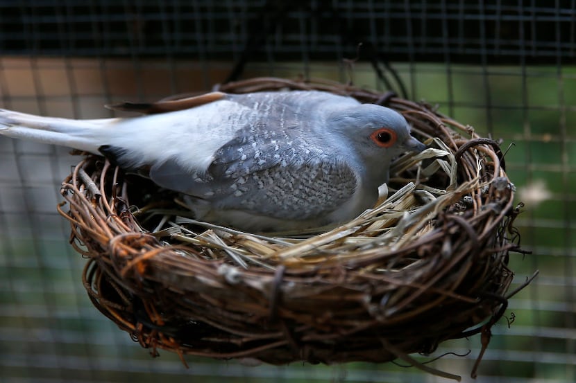 A diamond dove sits on an egg in the nest at Mariana Greene's home in Dallas.