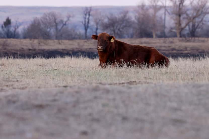 A cow lays near grass burned by the Smokehouse Creek Fire on the Shaller Ranch, Friday,...