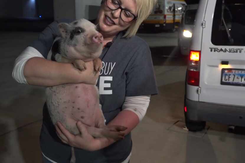 A pot-bellied pig named Poppy was on Sunday morning's flight to Seattle.