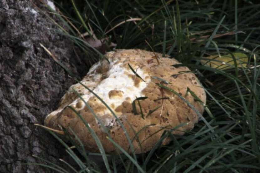 Slime mold is a benign, if unsightly, fungus resulting from natural decomposition in the soil.