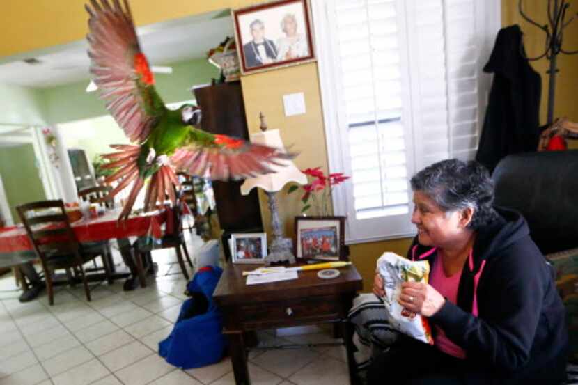 Maria Scott llama a su pájaro, Cotorrita, para que coma papas fritas después de regresar a...