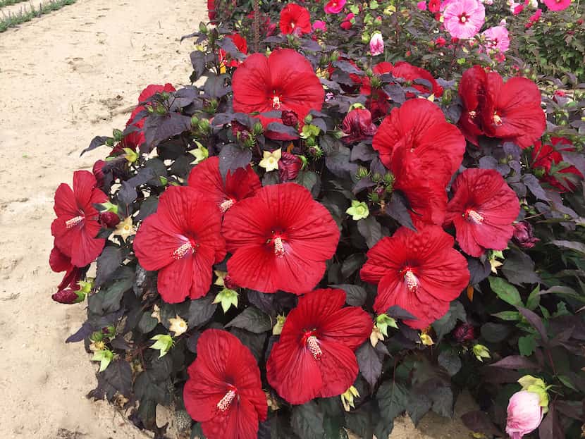 Summerific 'Holy Grail' Rose Mallow Hibiscus hybrid  from Proven Winners 