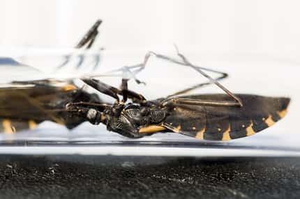 Kissing bug specimens seen at the Holland Military Working Dog Hospital at Lackland Air...