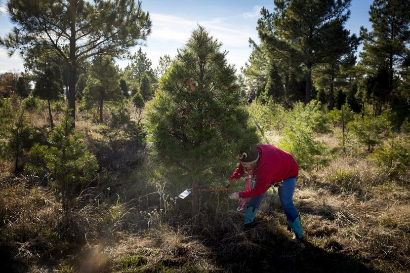 Kadee Tree Farm is one place to start a new family tradition.