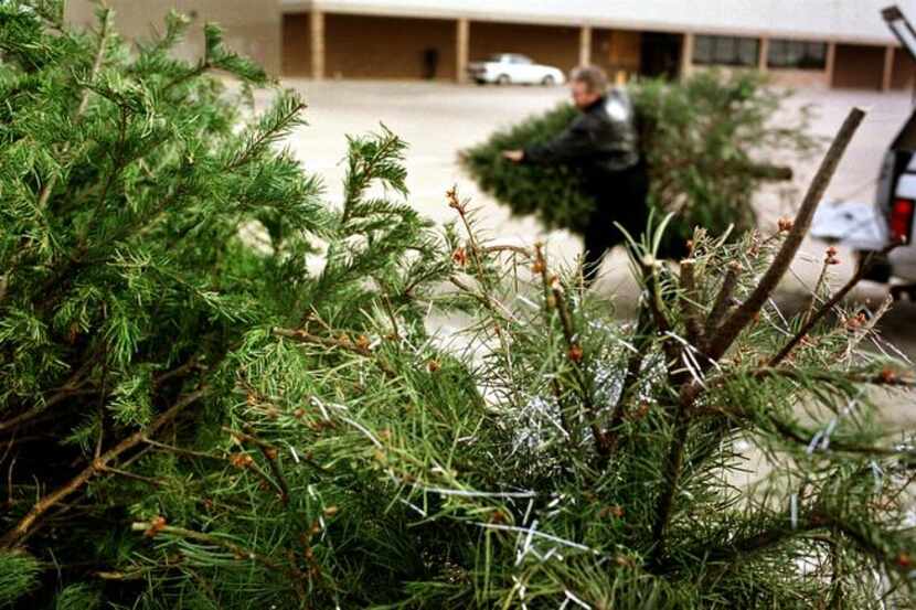 Discarded Christmas trees can be picked up curbside for recycling through regular...