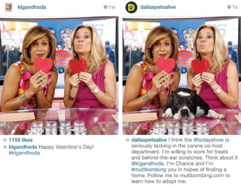 

Chance the dog made his appeal to Today show co-hosts Hoda Kotb (left) and Kathie Lee...