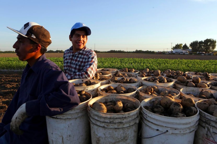 
Workers harvest Yukon Gold potatoes at Willey’s farm. Sales of certified organic products...