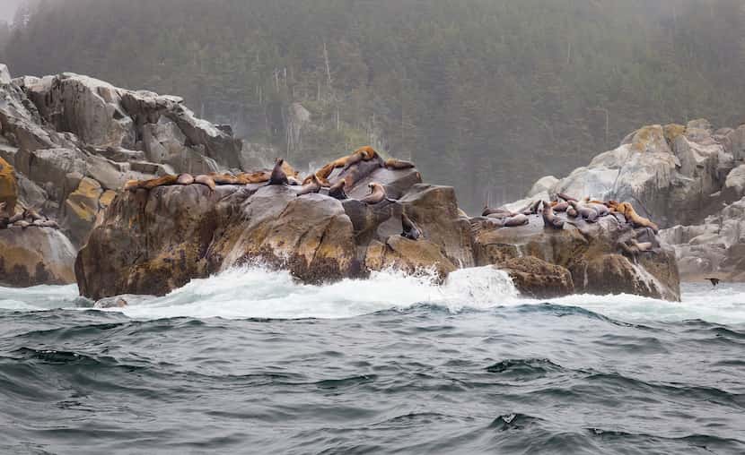 Harbor seals compete with fishermen for salmon.
