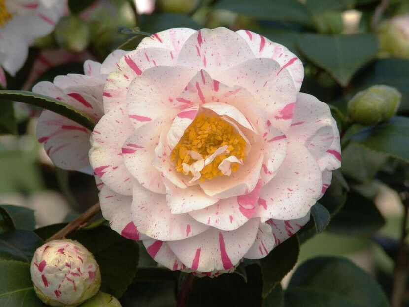 
Camellia japonica ‘Eleanor McCown’ is a winter bloomer that produces semidouble white...
