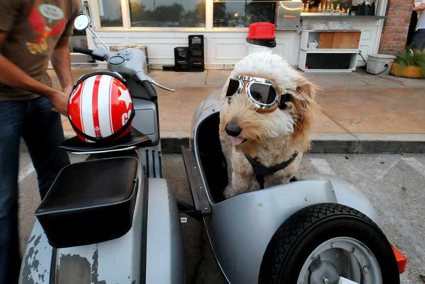 Nelson rides in the sidecar of his owner James Butler's scooter at Oddfellows in Dallas.