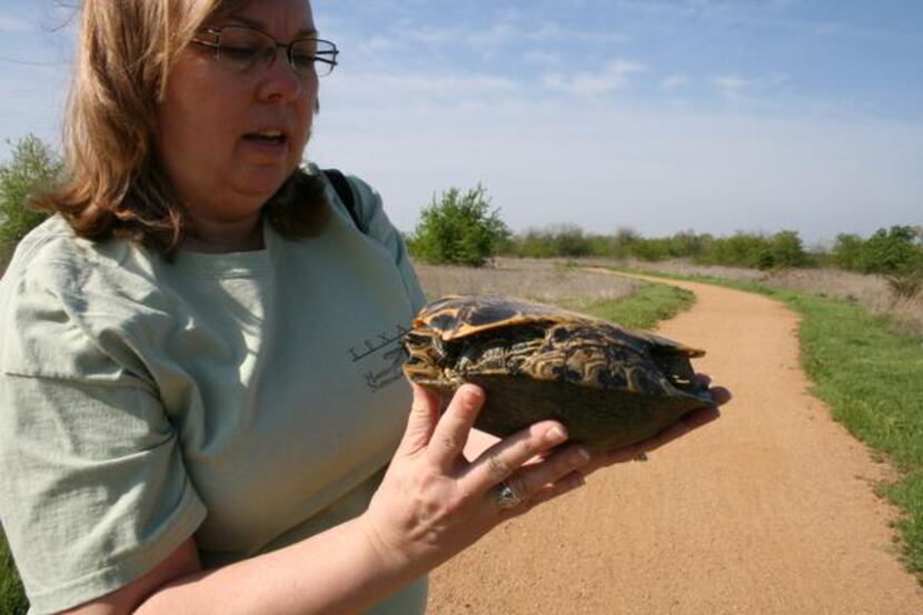 
Master naturalist Donna Cole examines a turtle she discovered on a nature walk along...
