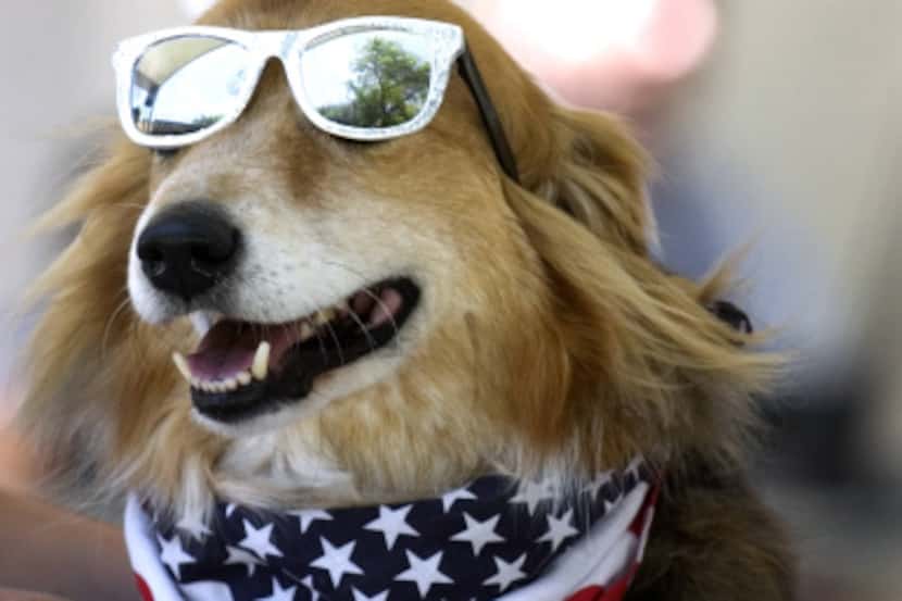 Dude, a Border Collie, competiting in the 2010 Spokesdog Pageant during the 16th Annual Dog...