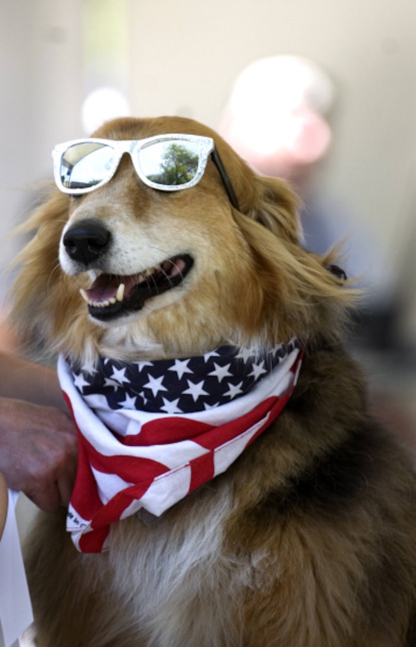 Dude, a Border Collie, competiting in the 2010 Spokesdog Pageant during the 16th Annual Dog...