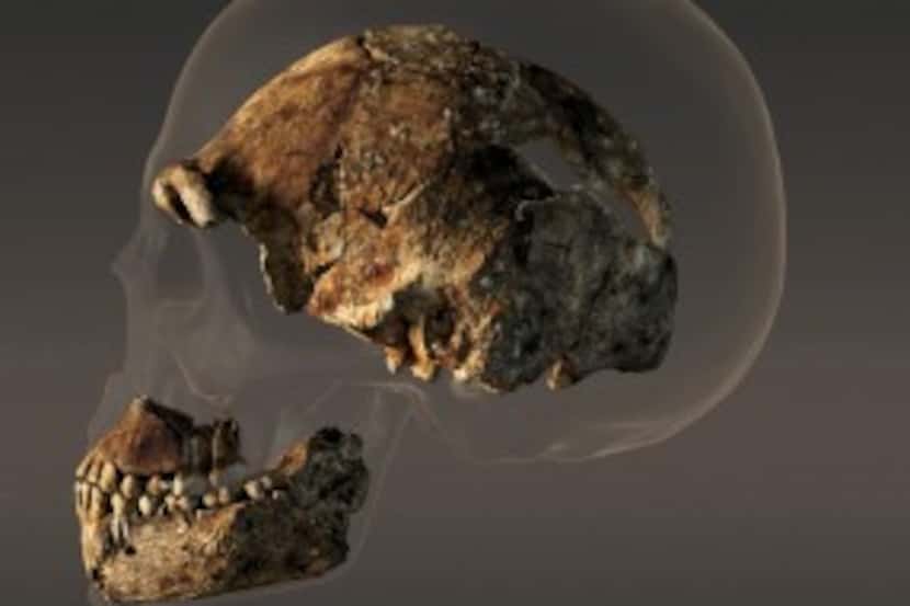  The braincase of a composite male skull of H. naledi, a new human relative announced...