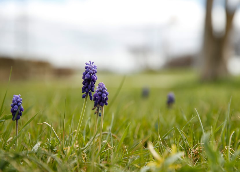 This is not a bluebonnet. Grape hyacinths pop up in patches near the Bluebonnet Trail on...