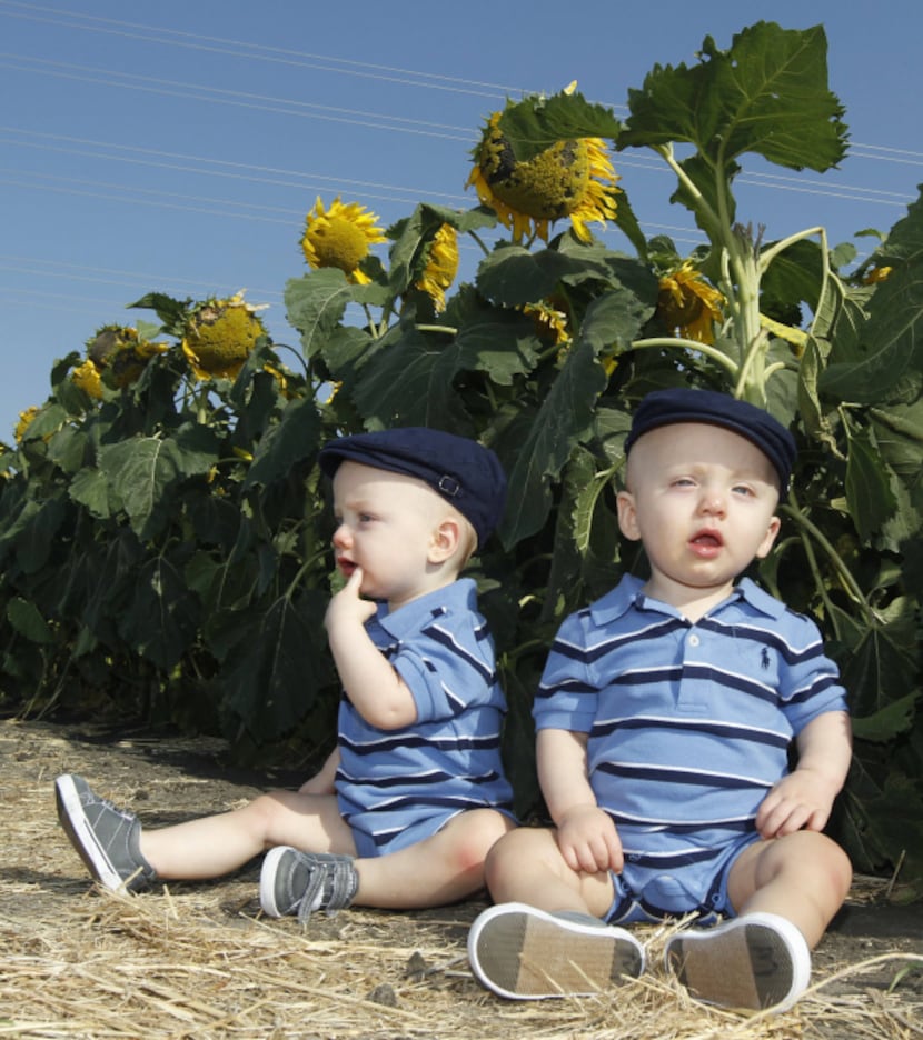 Twins Cooper Stout and Miles Stout, 1, pose for their mother on the edge of a sunflower...