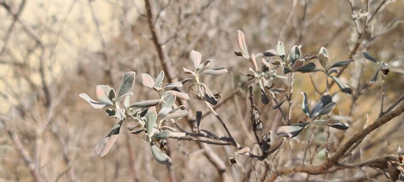 Texas plants with freeze damage