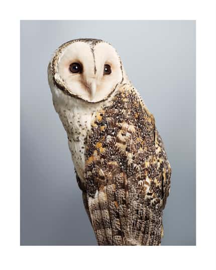 Leila Jeffreys, "Tani," a masked owl, included in the exhibition "Feathered" at Erin Cluley...
